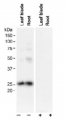 PIP2;3 | Aquaporin, plasma membrane intrinistic protein 2-3